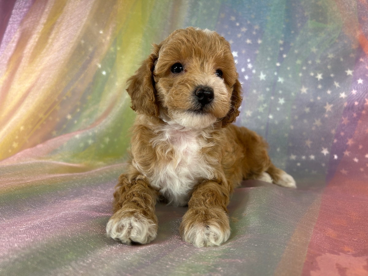 Female Bichon Poodle Puppy for Sale DOB 5-1-2026 $950